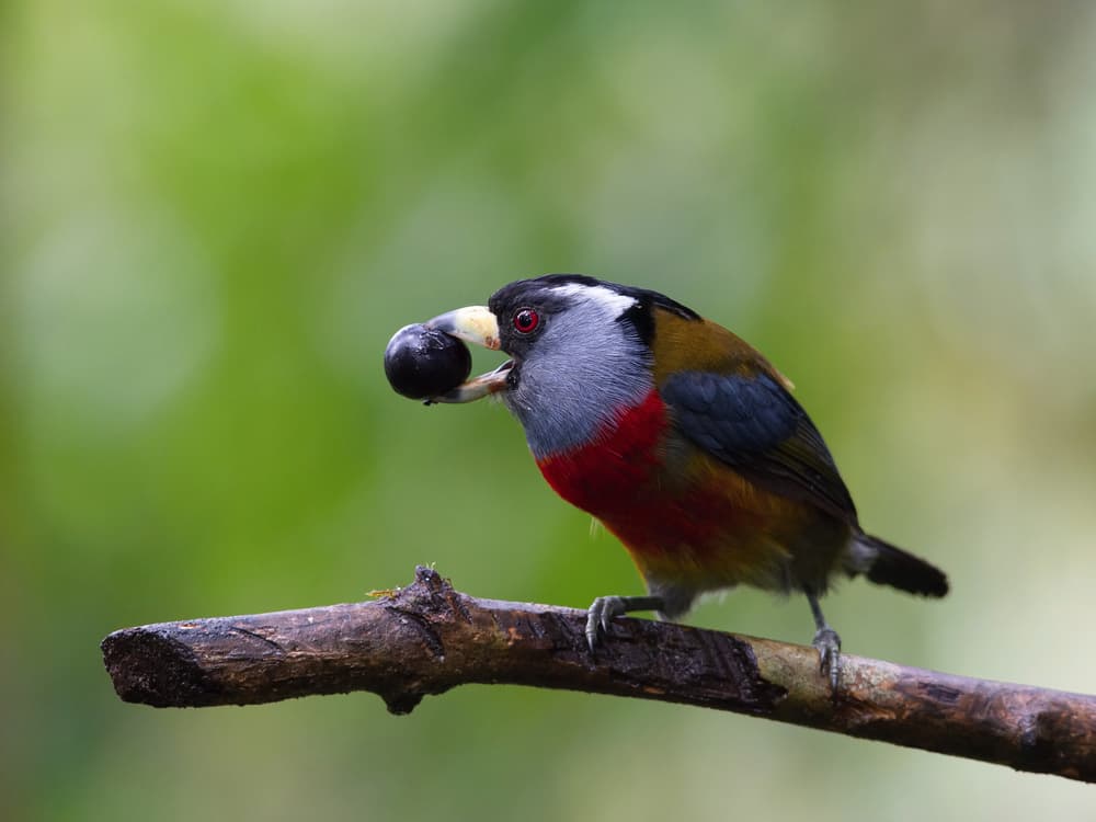 Colorful Barbet with Berry by Petr Simon — canvas wall art