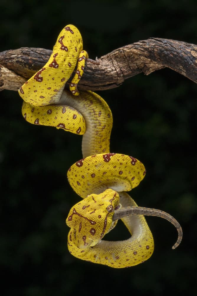 Green Python Feeding by Ajar Setiadi — canvas wall art