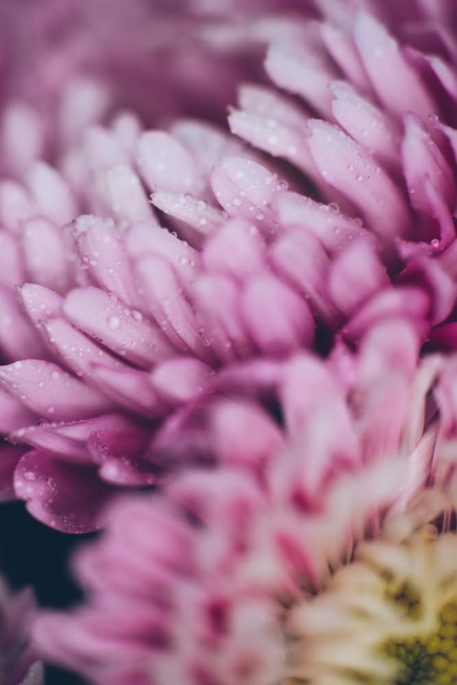 Soft Floral Dew by Javier Pardina — canvas wall art