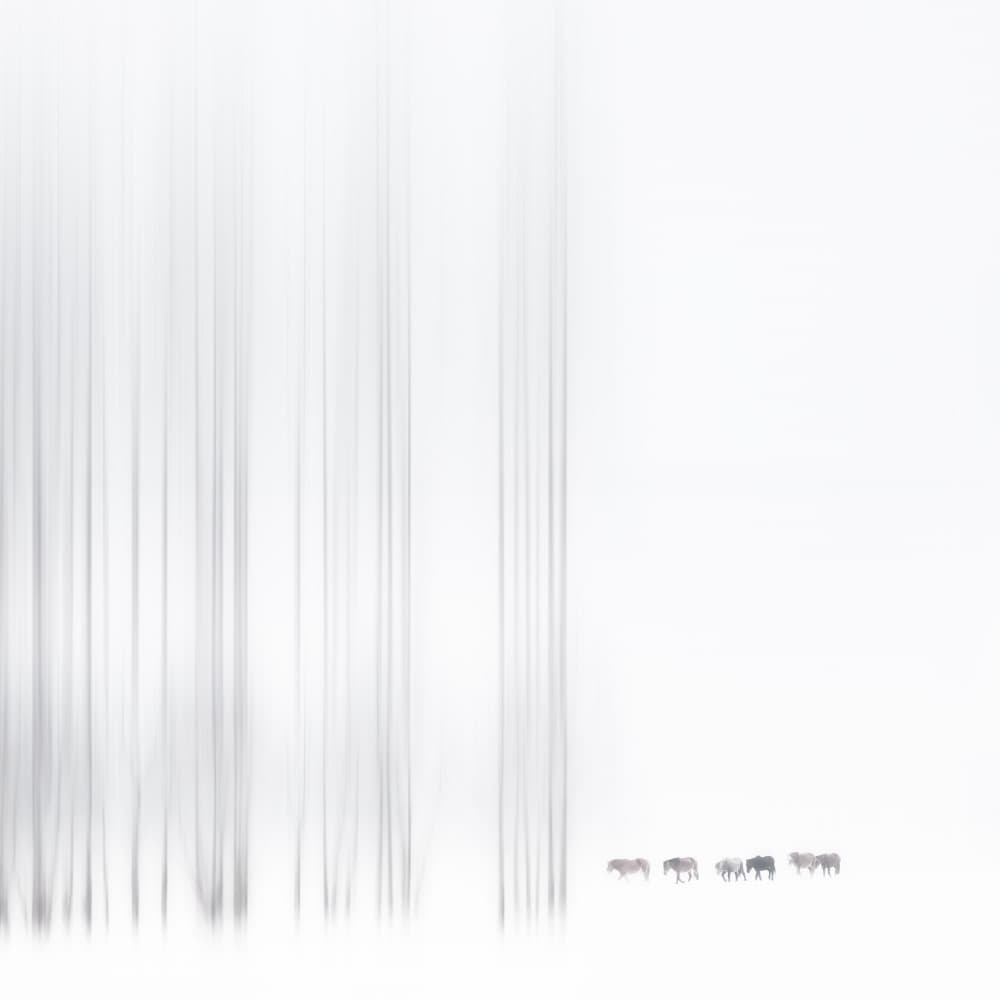Serene Winter Herd by Bingo Z — canvas wall art