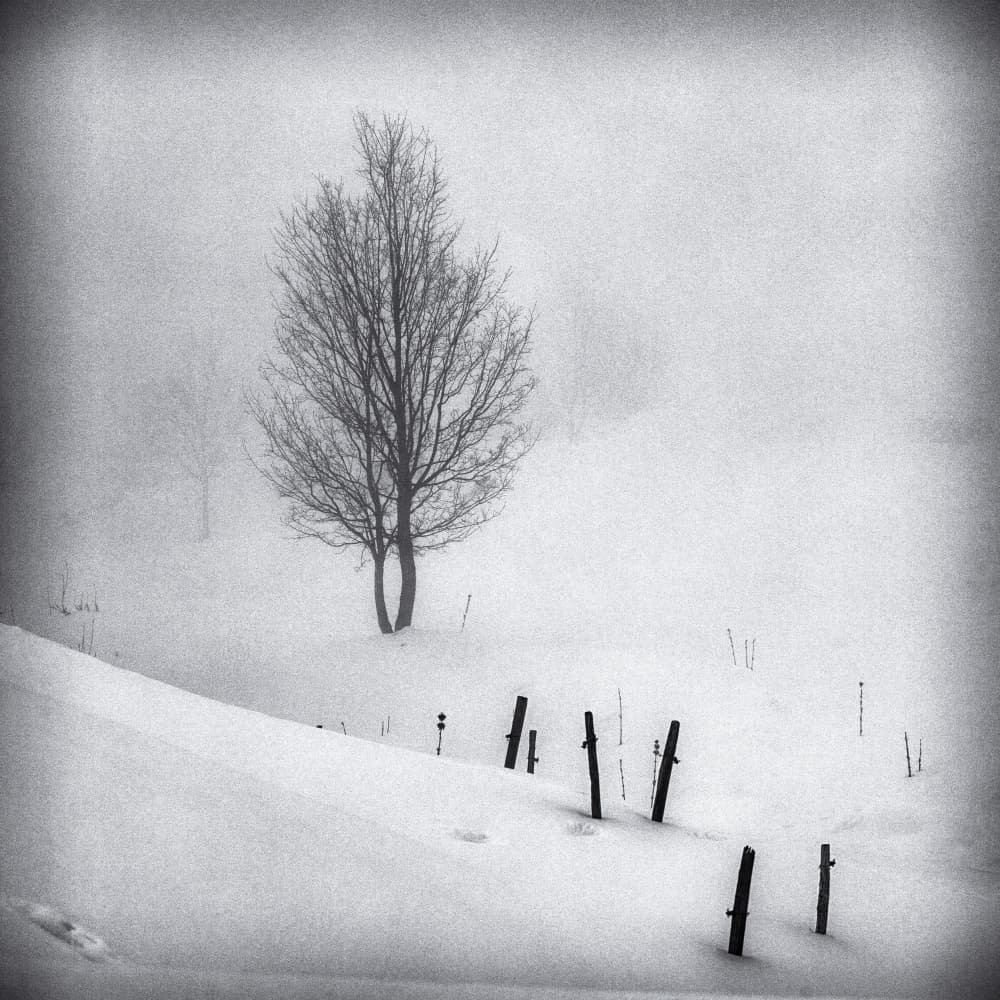Solitary Winter Tree by Benjamine Hullot Scalvenzi — canvas wall art