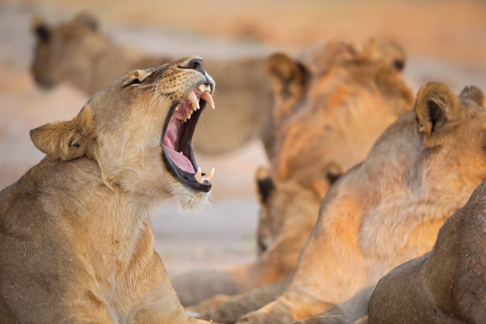 Wild Lioness Yawn by Marco Pozzi — canvas wall art