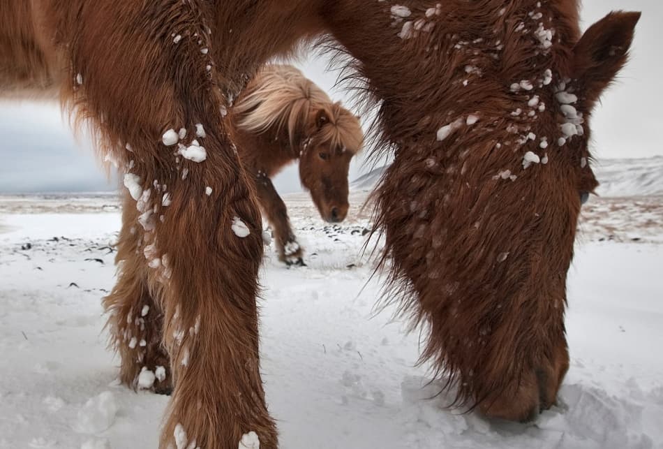 Snowy Icelandic Horses by Bragi Ingibergsson - BRIN — canvas wall art