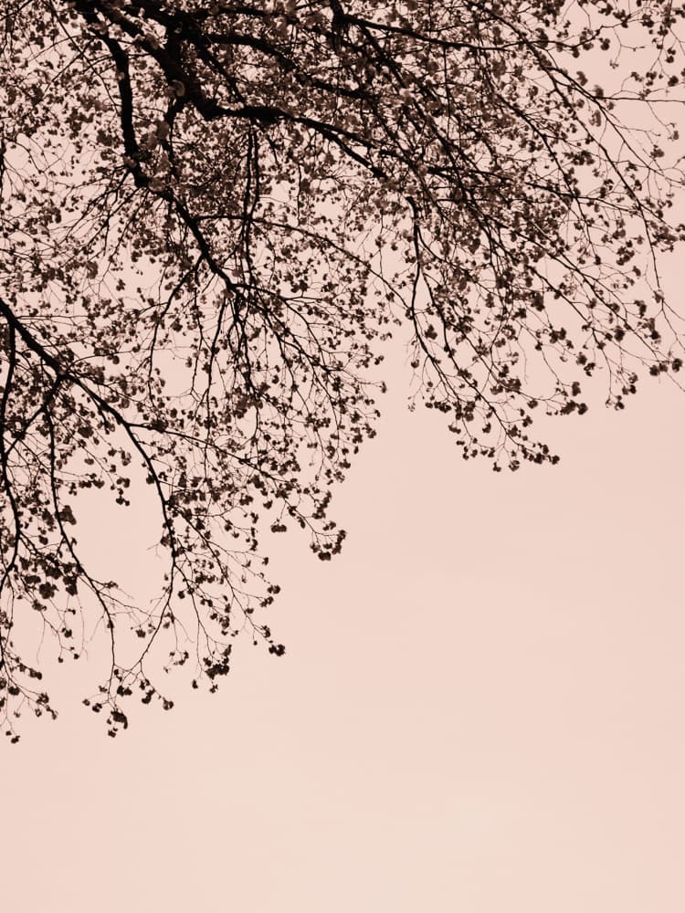 Subtle Pink Branches by Bilge Paksoylu — canvas wall art