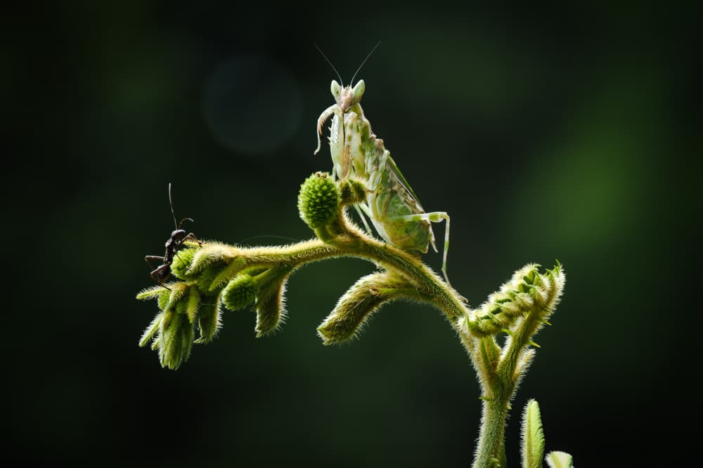 Green Mantis on Stem by HuongHoang — canvas wall art
