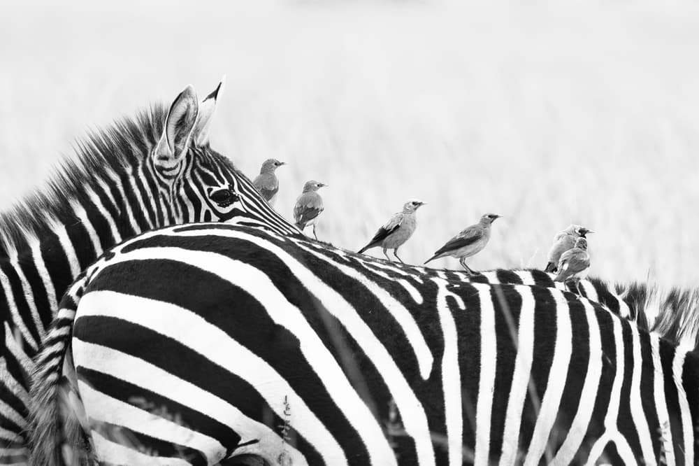 Zebra and Bird Companions by Mohammed Alnaser — canvas wall art