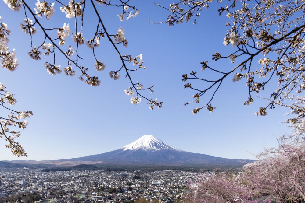 Mount Fuji Cherry Blossoms by Melanie Viola — canvas wall art