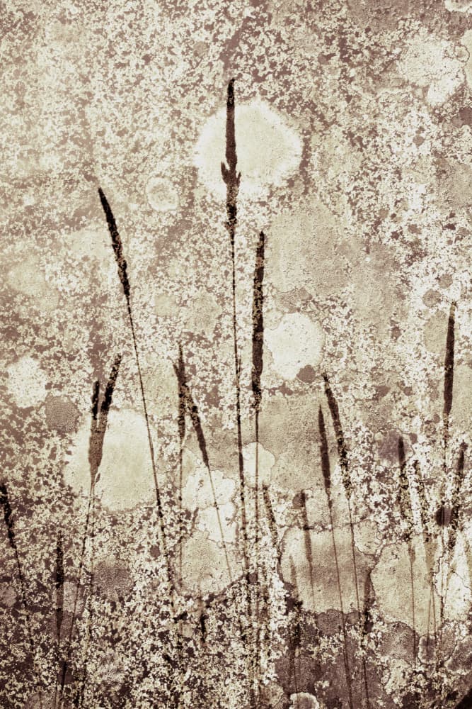 Textured Wild Grass by Christina Sillen — canvas wall art