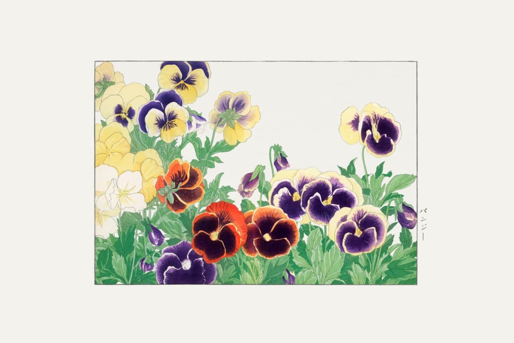 Vintage Pansy Flower by Tanigami Konan — canvas wall art