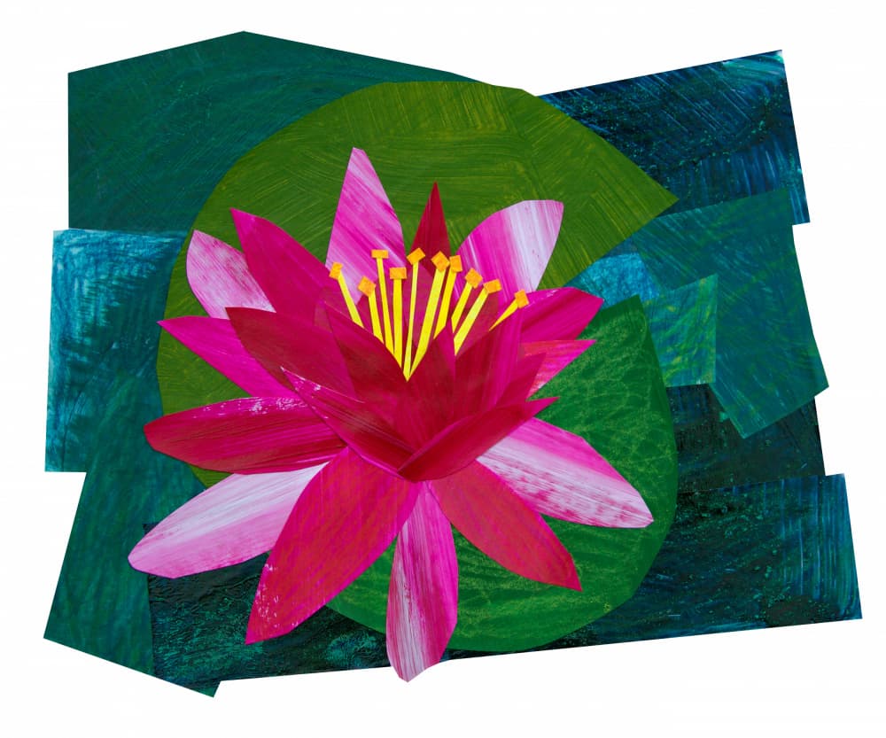 Vibrant Pink Water Lily by Shelley Hampe — canvas wall art