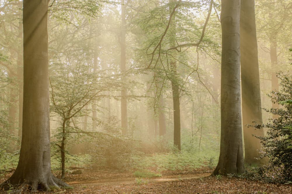 Misty Forest Light by Anke Sol — canvas wall art