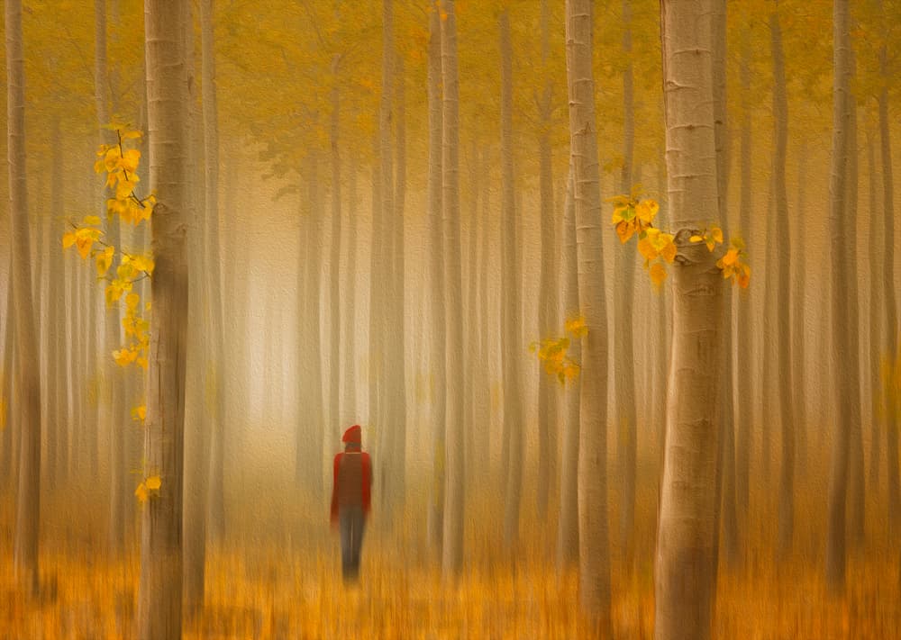 Dreamy Autumn Forest by Lydia Jacobs — canvas wall art