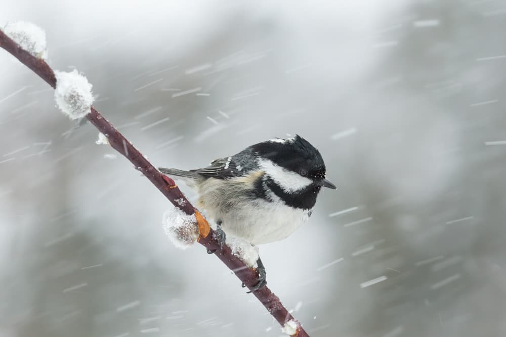 Coal Tit in Snowfall by Annie Keizer — canvas wall art