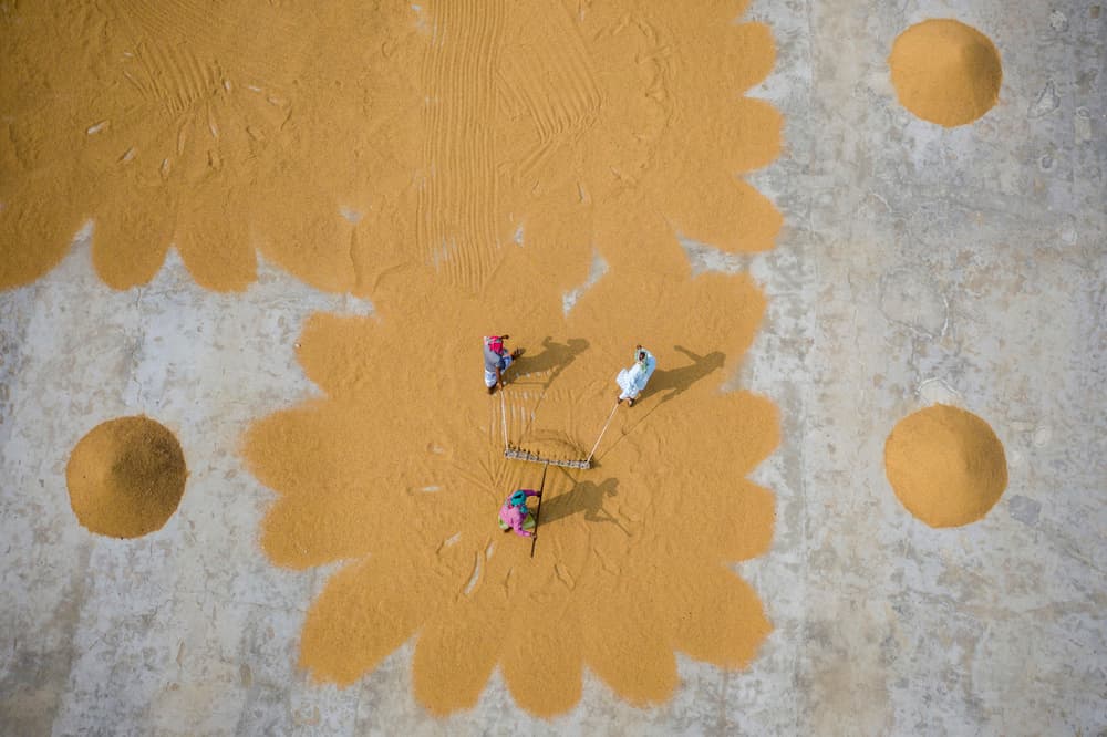 Drying Golden Grain Patterns by Azim Khan Ronnie — canvas wall art