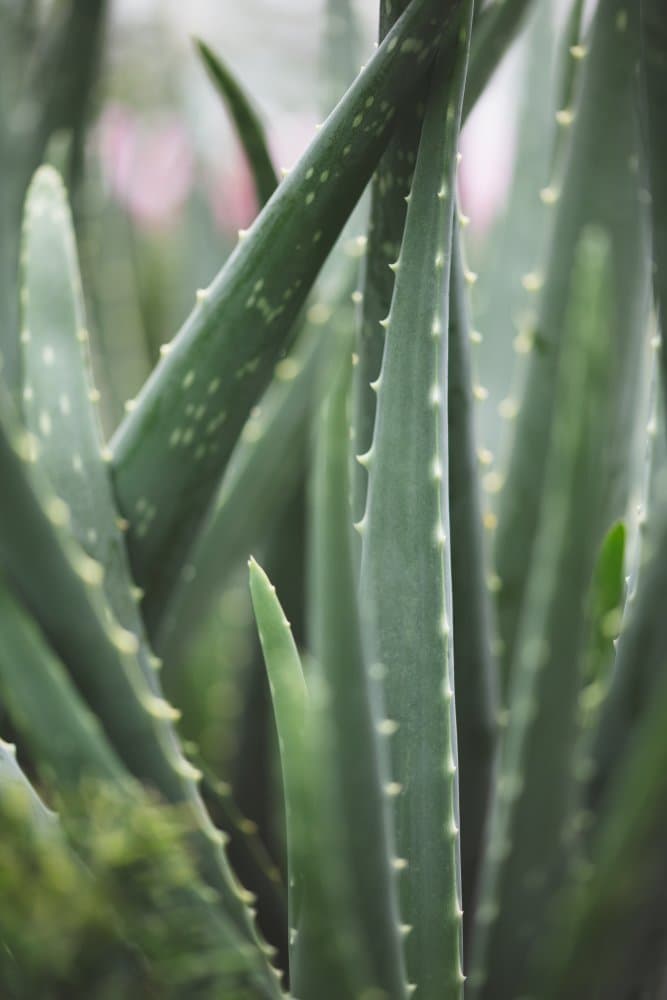 Vibrant Green Aloe Plant by Pictufy Studio III — canvas wall art