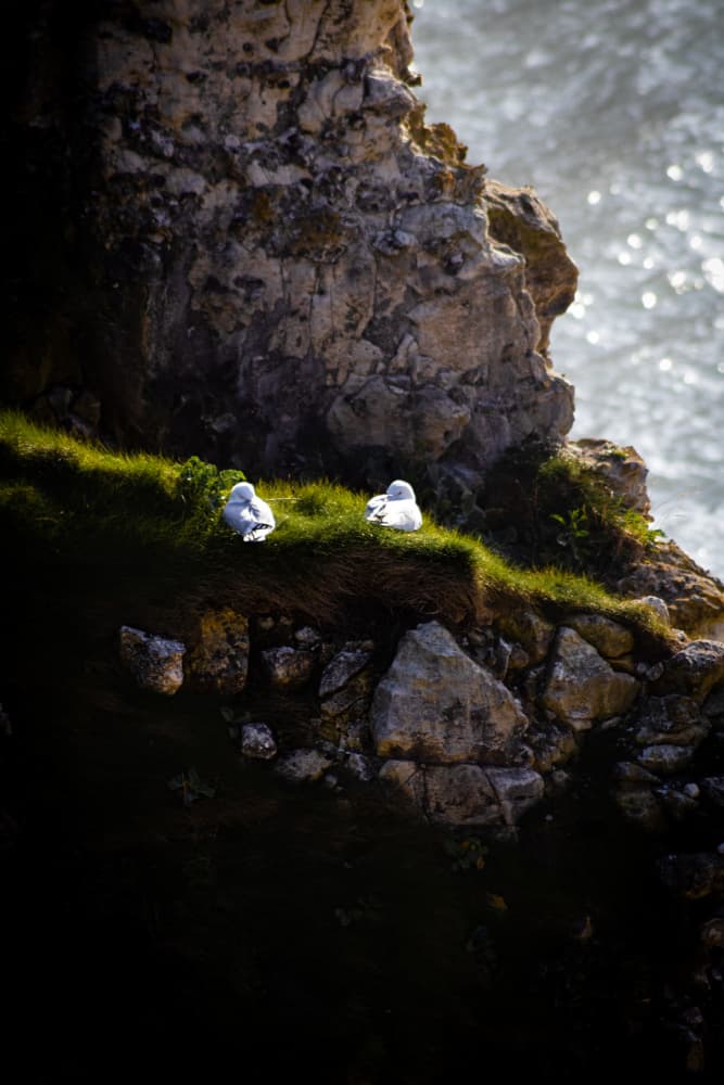Birds on a Coastal Cliff by Léa Lefebvre — canvas wall art