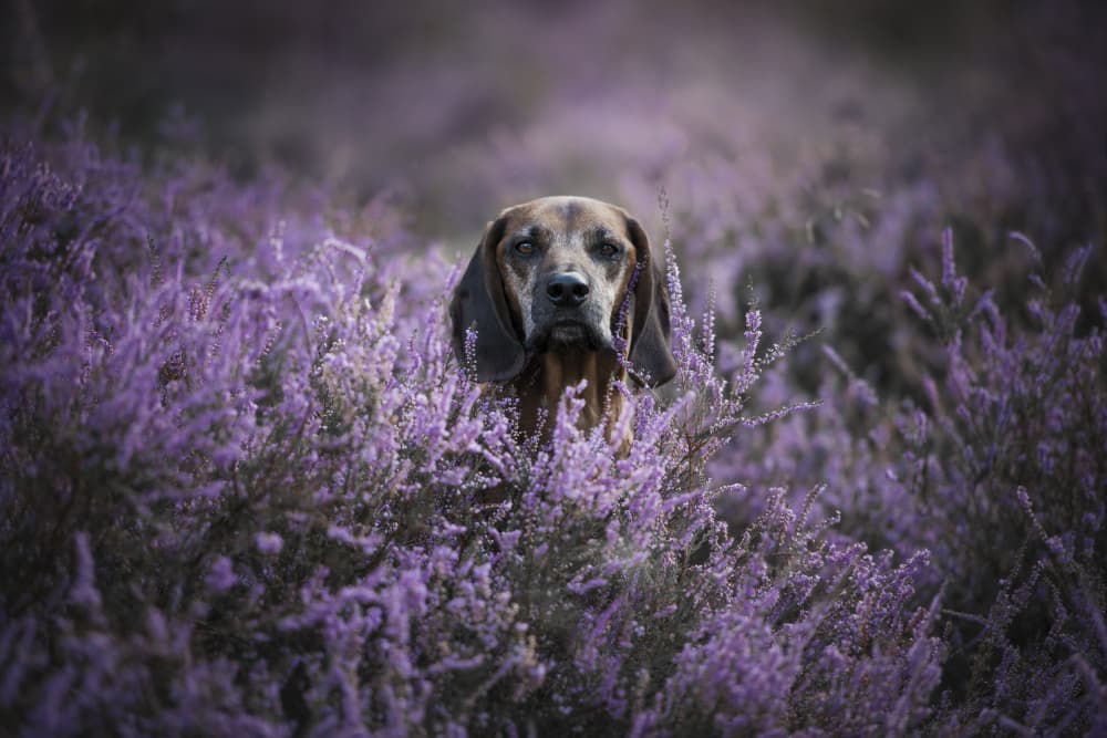 Hound In Purple Heather by Heike Willers — canvas wall art