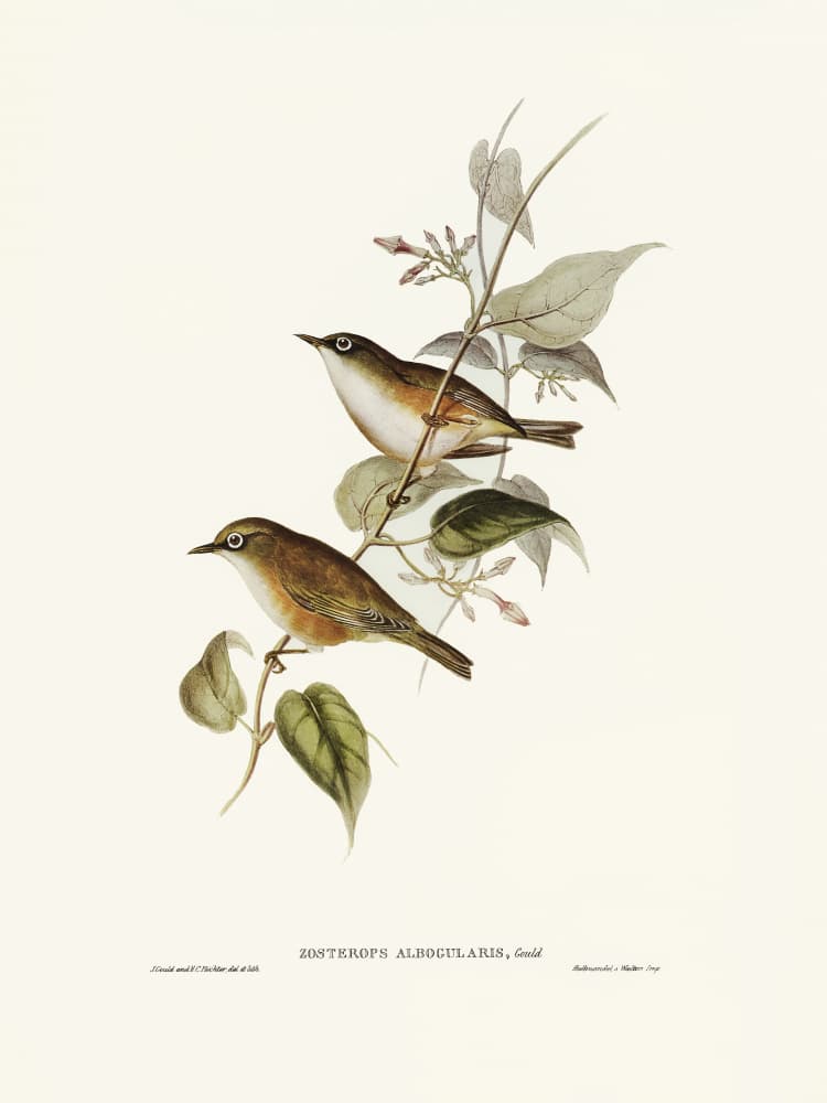 White Breasted Zosterops by Elizabeth and John Gould — canvas wall art