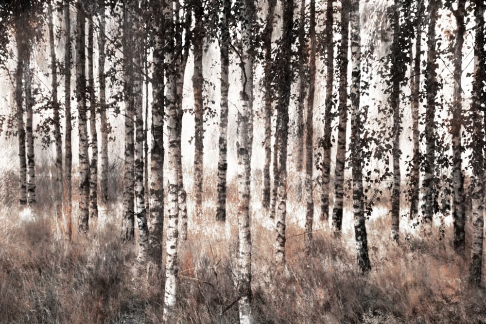 Misty Birch Forest by Christina Sillen — canvas wall art