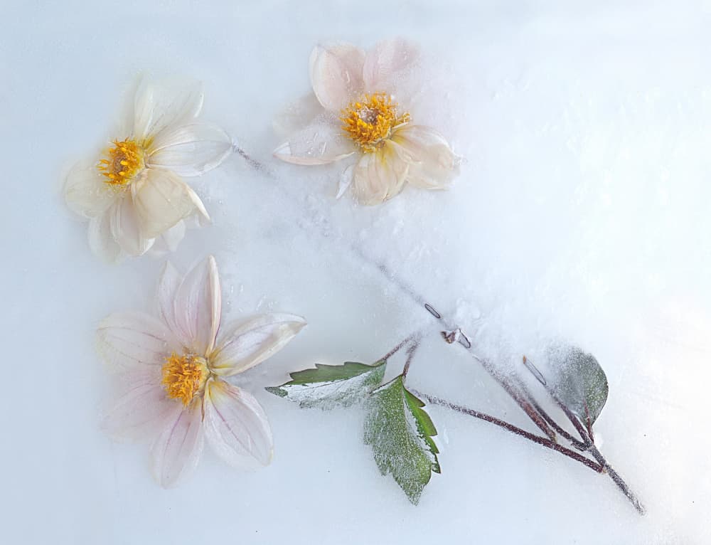 Frozen Winter Blooms by Pedro Uranga — canvas wall art