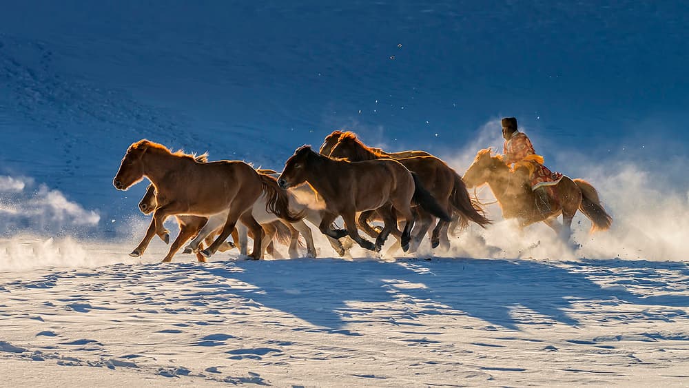 Golden Hour Horse Gallop by Hua Zhu — canvas wall art