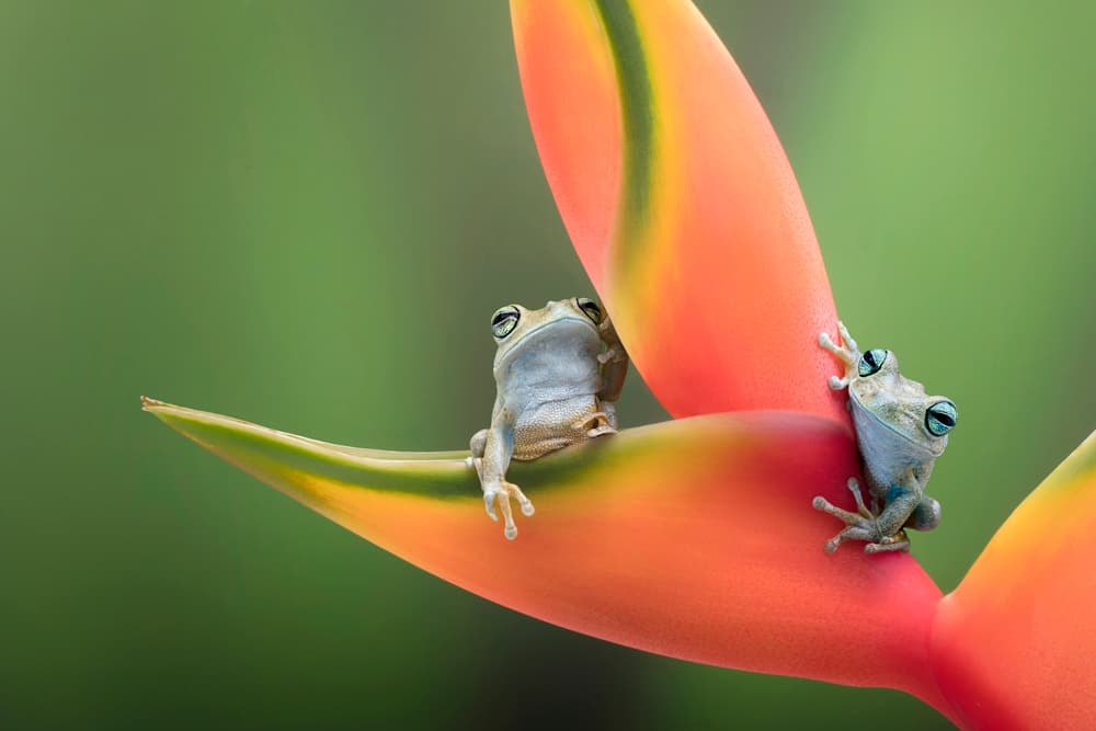 Chilling by Renee Doyle — canvas wall art