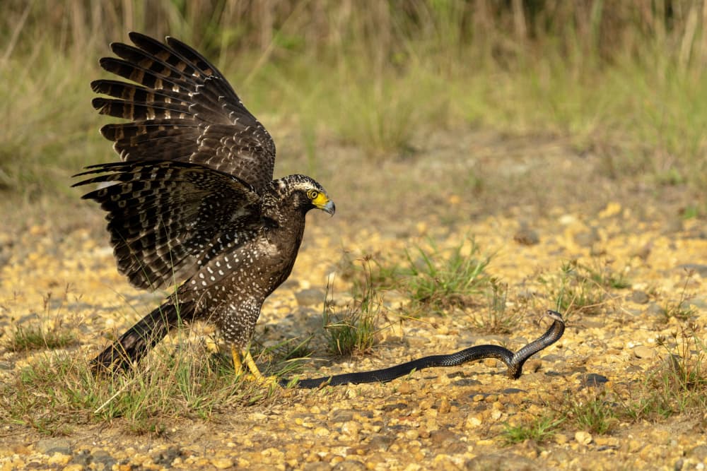 Serpent Eagle Confrontation by Sally Widjaja — canvas wall art