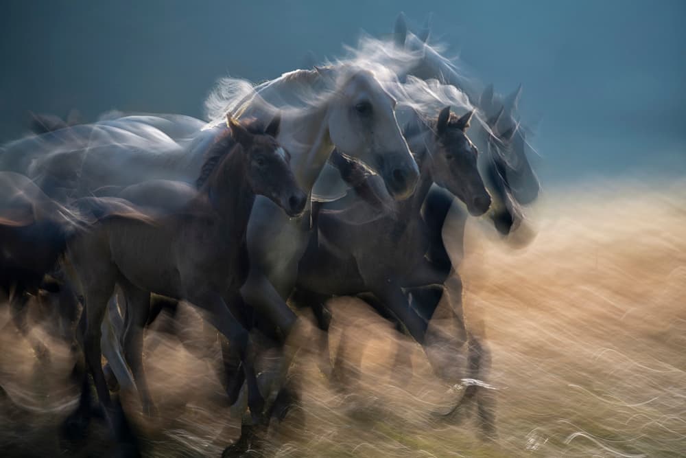 Wild Horses Galloping by Milan Malovrh — canvas wall art