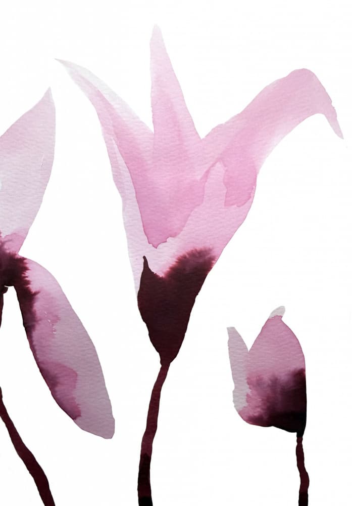Pink Watercolor Blossoms by Carola Cedell — canvas wall art