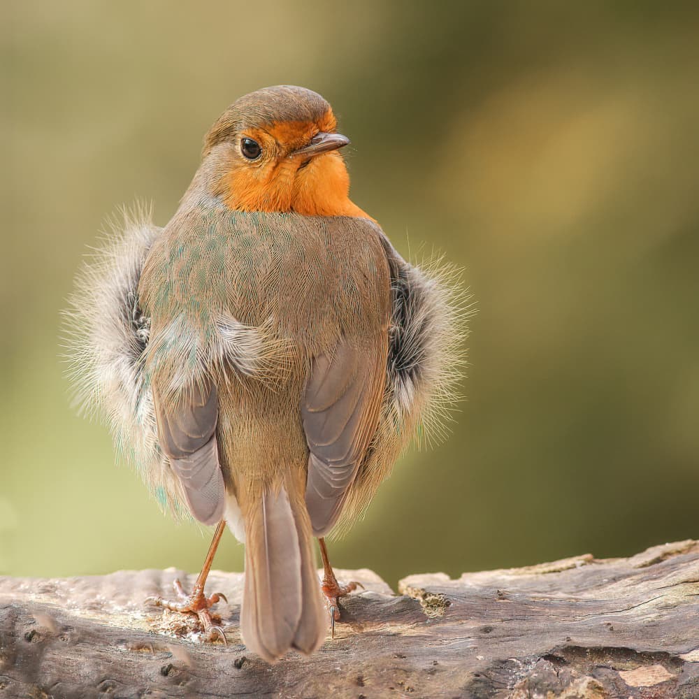 Cute Fluffy Robin by Annie Keizer — canvas wall art