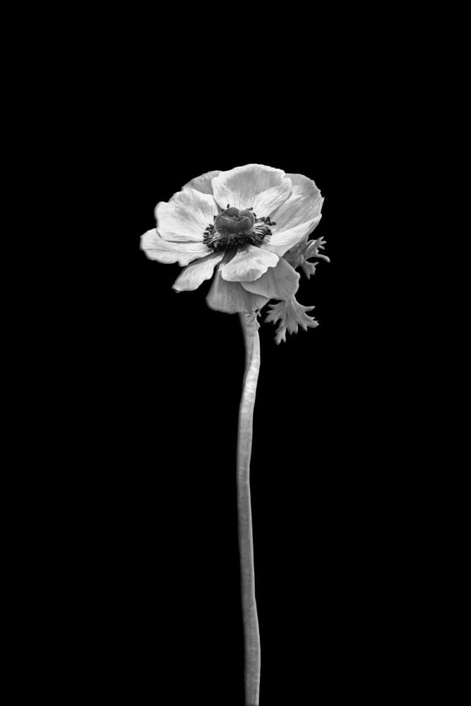 Solitary Anemone Bloom by Melanie Viola — canvas wall art