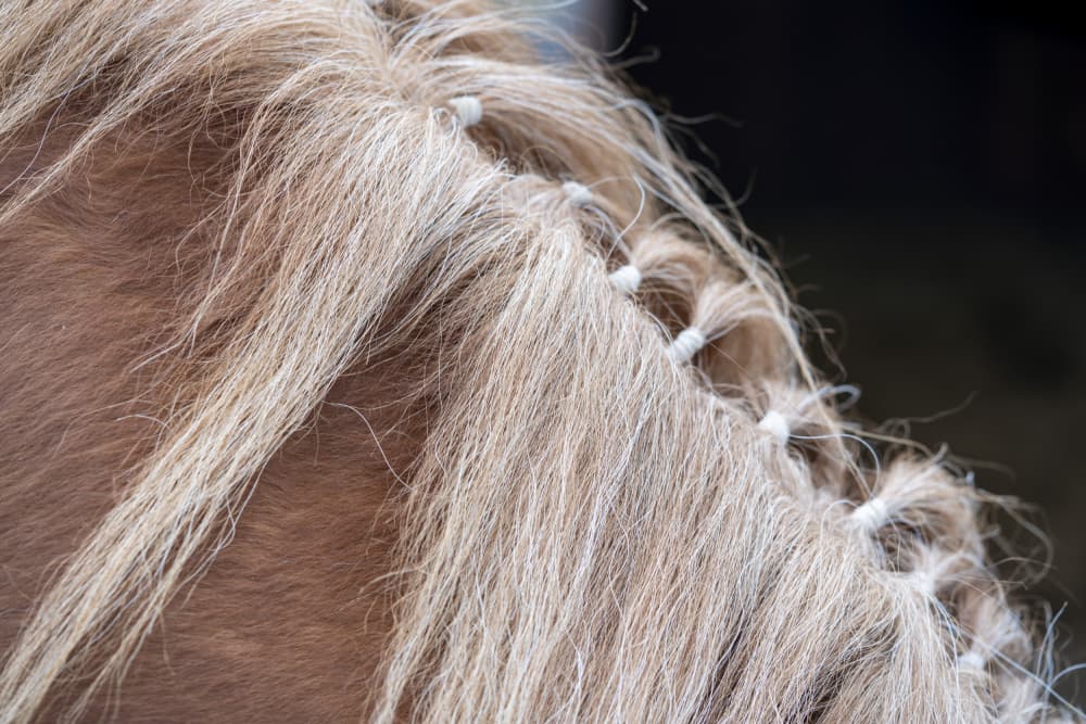 Braided Horse Mane by Bilge Paksoylu — canvas wall art