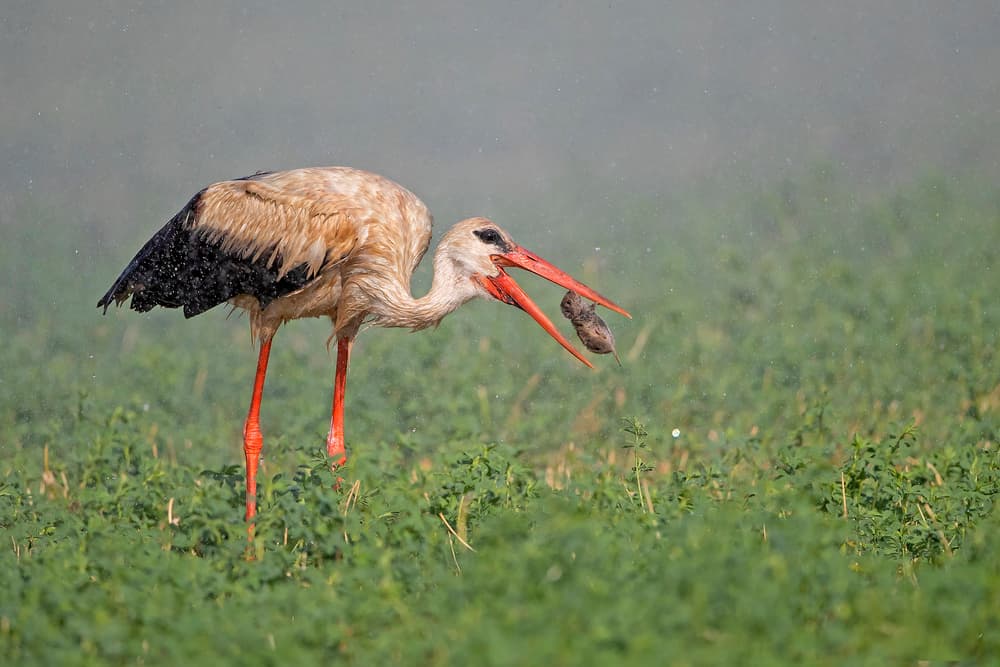White Stork , hunting in the rain... by Shlomo Waldmann — canvas wall art