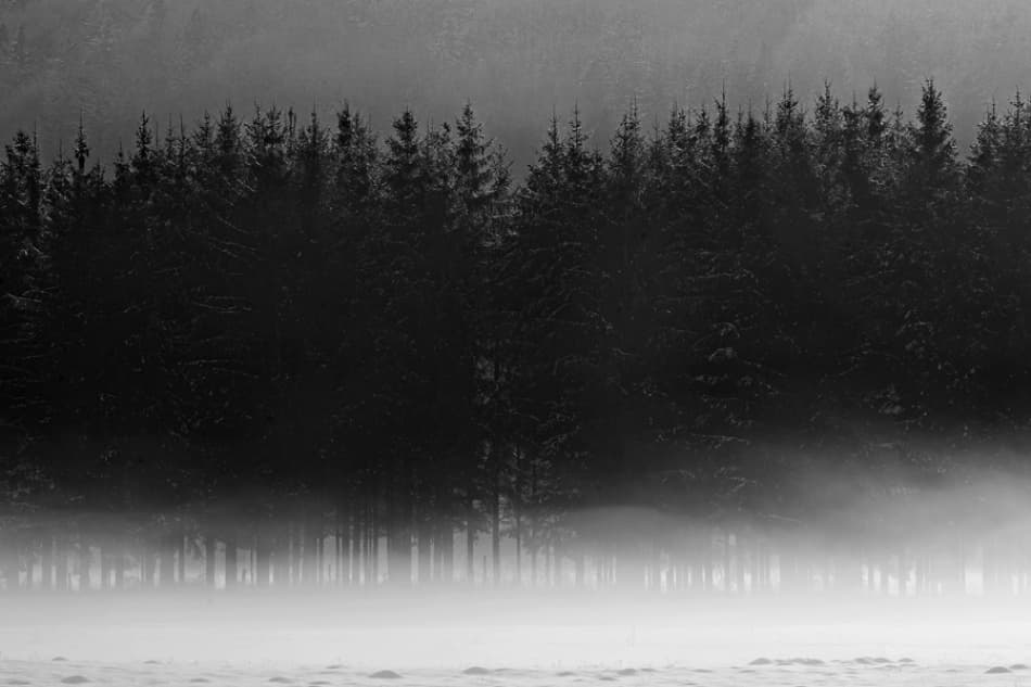 Foggy Winter Forest by Jure Kravanja — canvas wall art