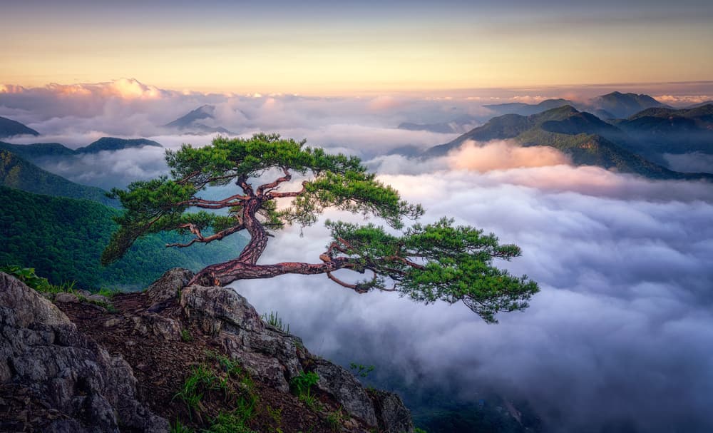 Ancient Tree Mountain Sunrise by Tiger Seo — canvas wall art
