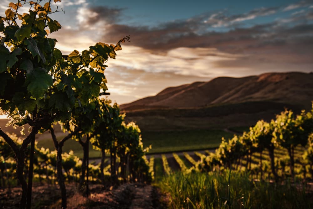 Golden Hour Vineyard by Tim Mossholder — canvas wall art