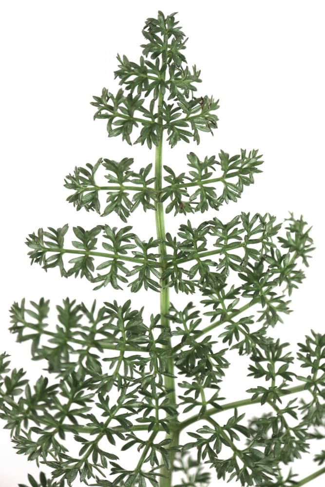 Verdant Plant Detail by Rosana Laiz Blursbyai — canvas wall art