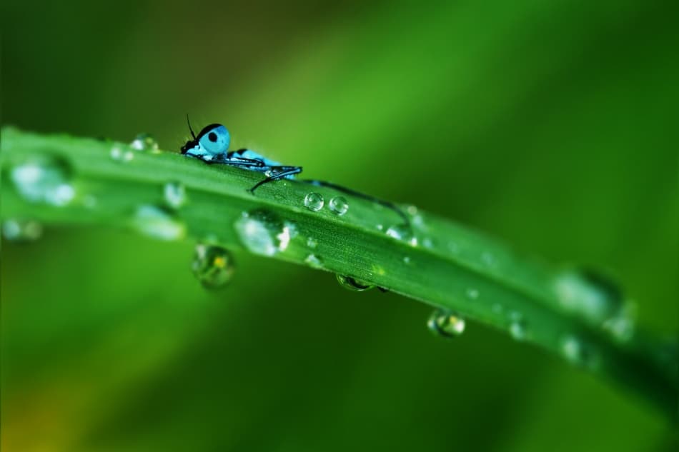 Blue Damselfly Dewdrops by Niels Christian Wulff — canvas wall art