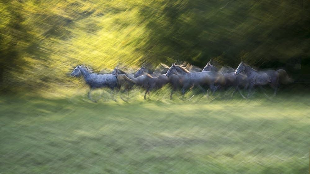Dynamic Horses Running by Milan Malovrh — canvas wall art