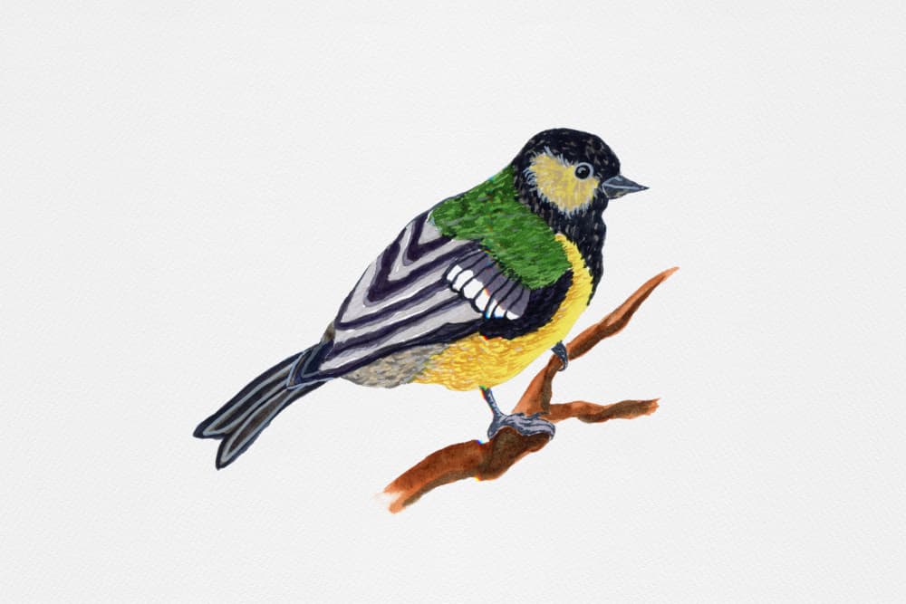 Vibrant Great Tit Bird by Suchi Deb — canvas wall art