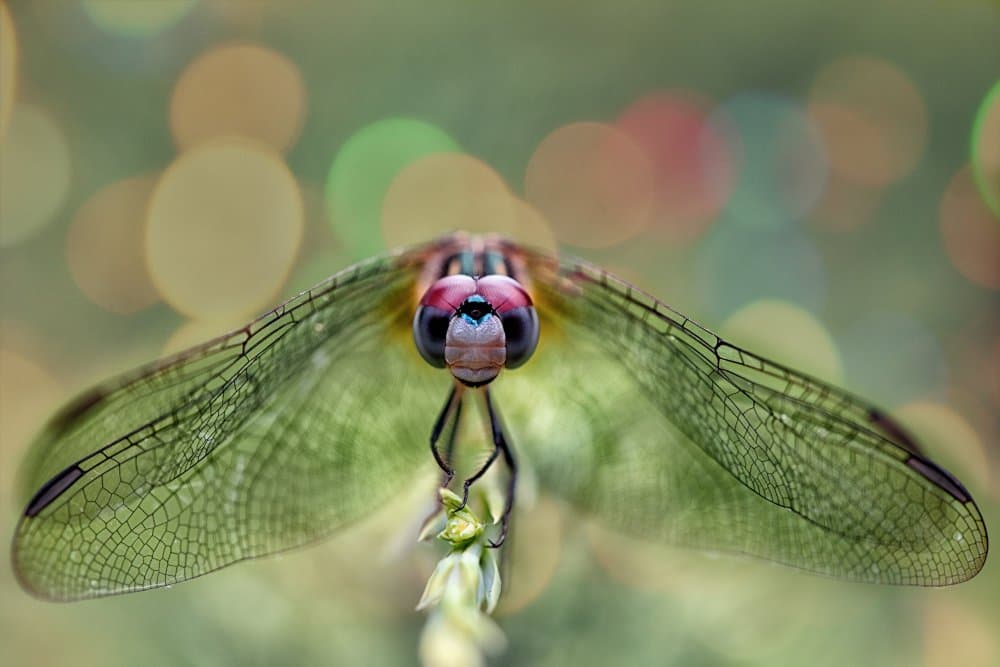 Vibrant Dragonfly Macro by Dennis Zhang — canvas wall art