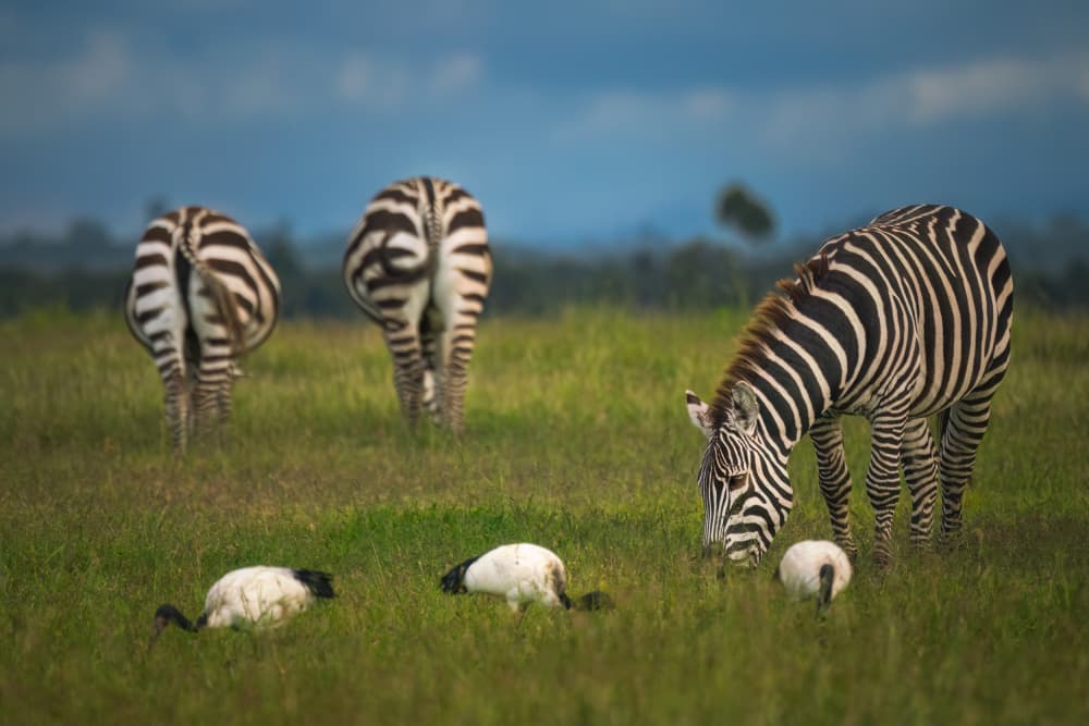 African Zebras Grazing by Andreea Selagea — canvas wall art