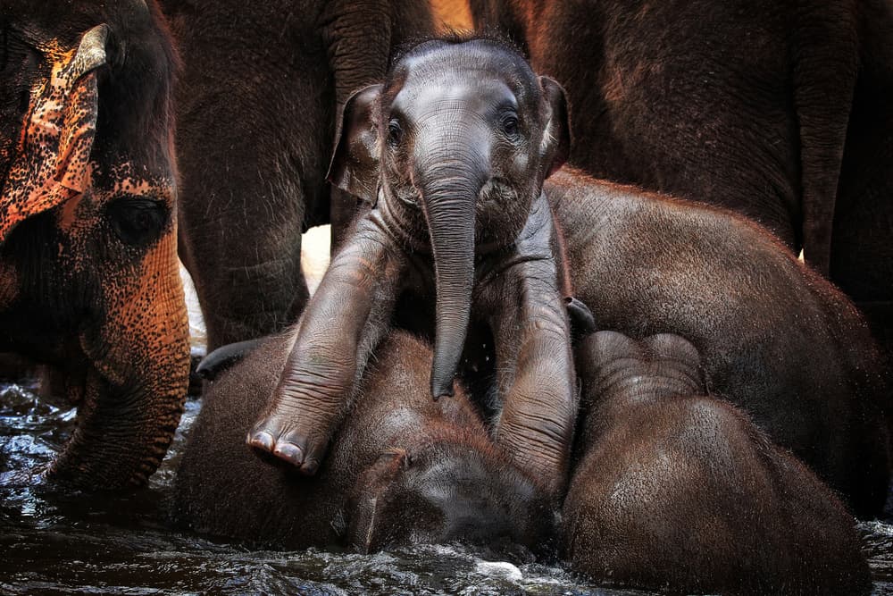 Playful Elephant Calves by Antje Wenner-Braun — canvas wall art