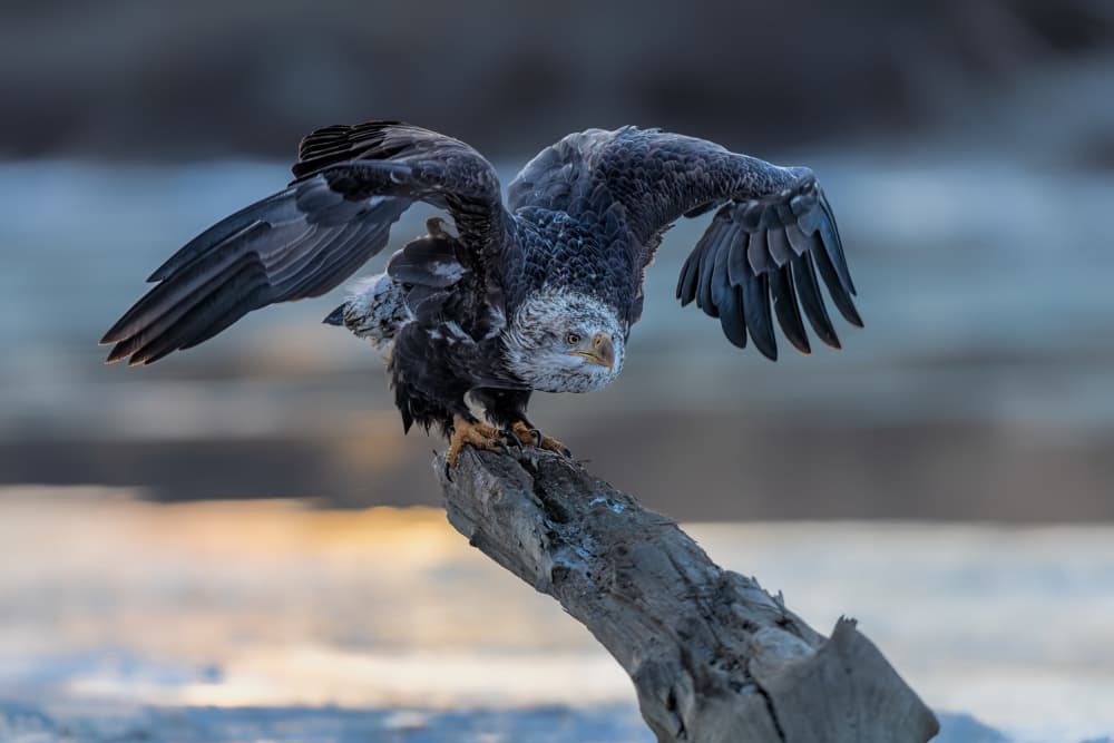 Bald Eagle Spreading Wings by Jun Zuo — canvas wall art