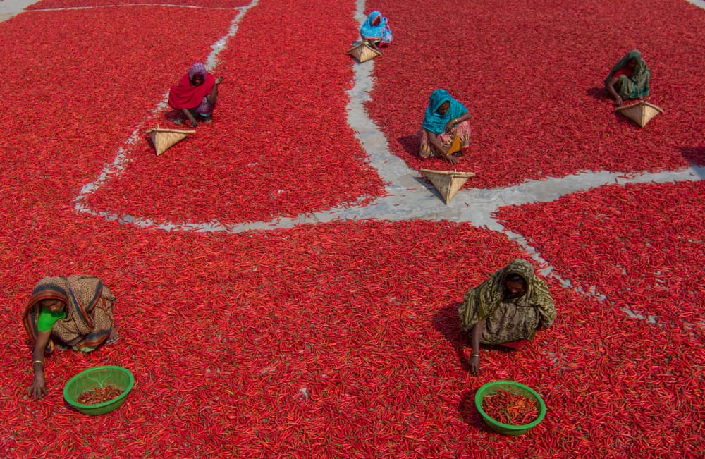 Vibrant Chili Harvest by Azim Khan Ronnie — canvas wall art