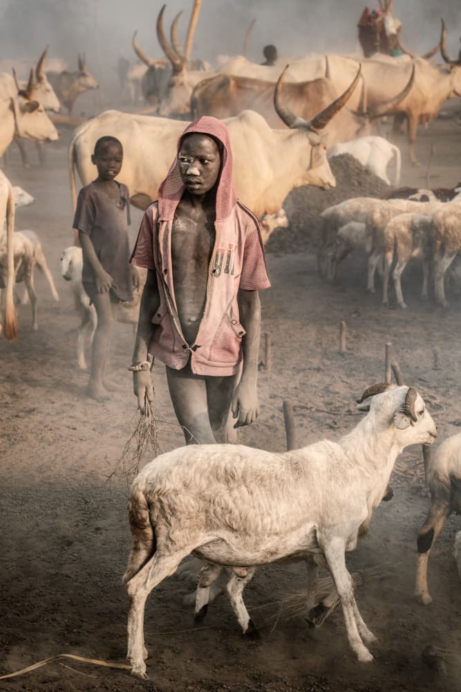 Dusty Herd Boy by Trevor Cole — canvas wall art