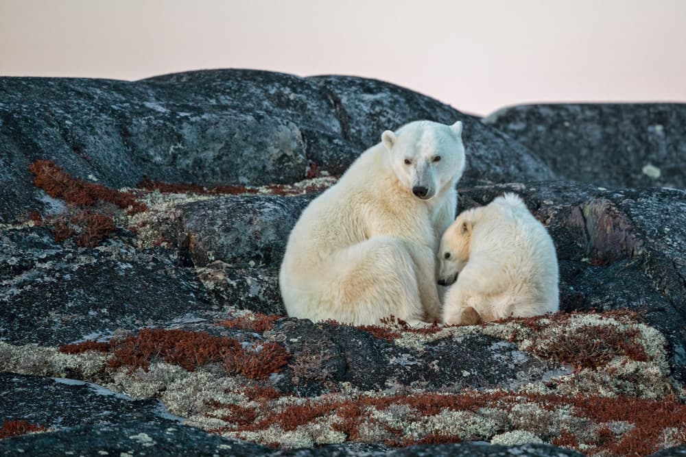Polar Bear Mother and Cub by Alessandro Catta — canvas wall art