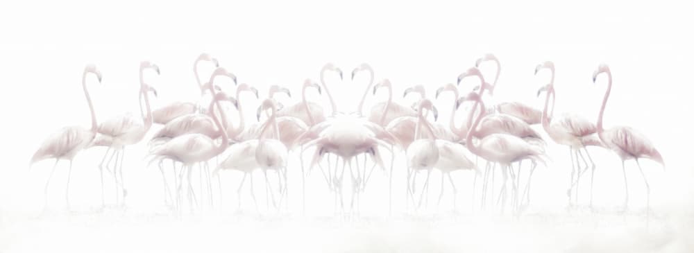 Romantic Flamingo Heart by Anna Cseresnjes — canvas wall art