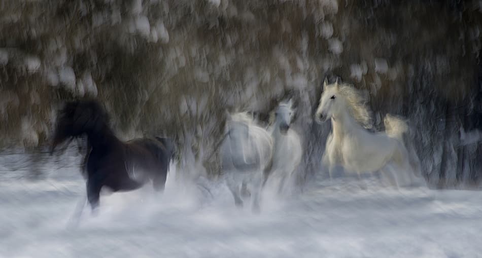 Wild Horses Snow Run by Milan Malovrh — canvas wall art