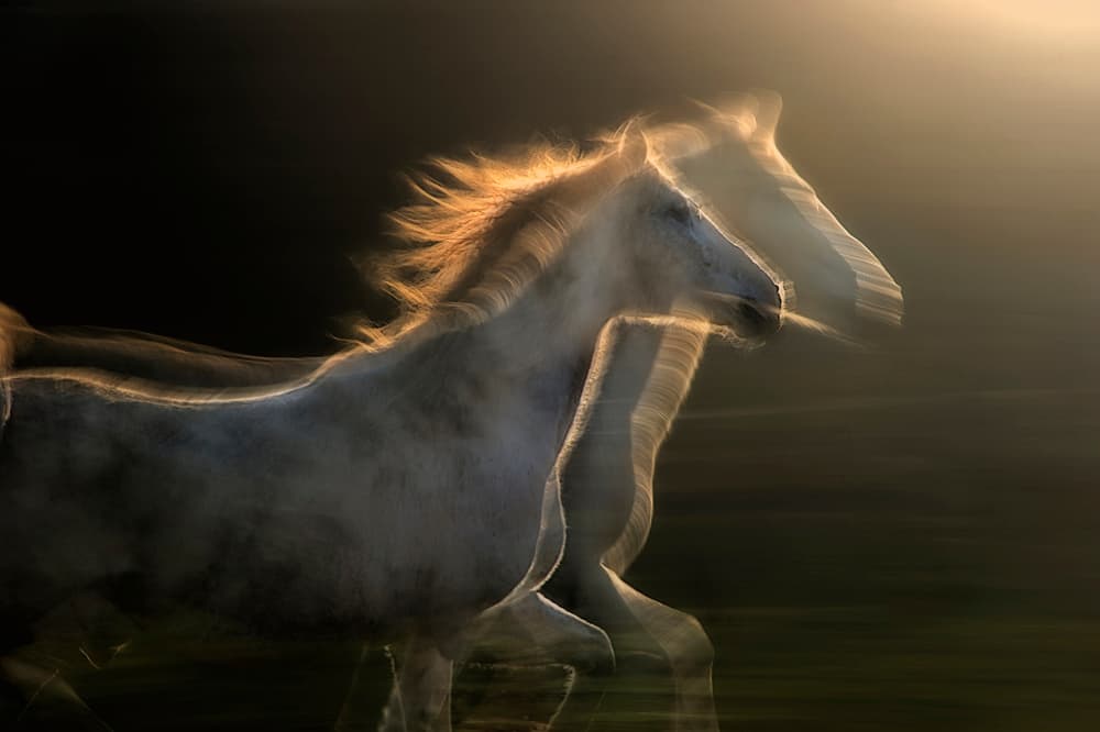 Glowing Gallop by Milan Malovrh — canvas wall art
